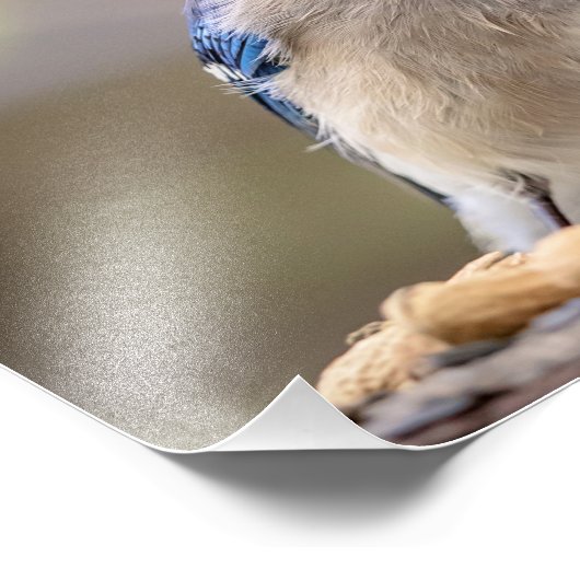 Impression Photo 14x11 Jay bleu avec arachide (Coin)