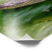 Impression Photo 14x11 Jeune Alligator (Coin)