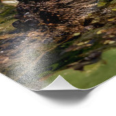 Impression Photo 14x11 Jeune Alligator (Coin)