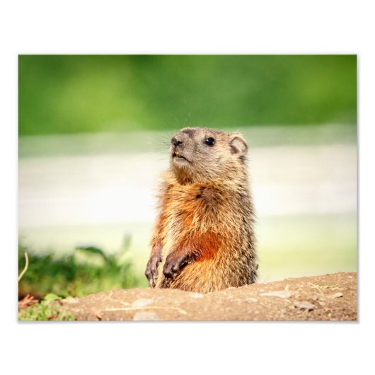 Impression Photo 14x11 Jeune marmotte (Devant)
