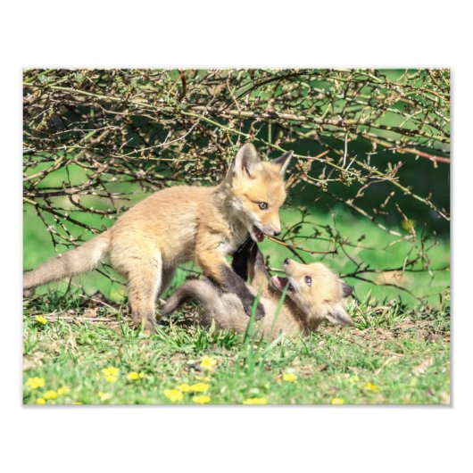 Impression Photo 14x11 Kits Red Fox Jouer (Devant)