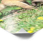 Impression Photo 14x11 Kits Red Fox Jouer (Coin)