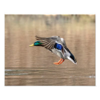 14x11 Mallard Canard en vol