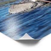 Impression Photo 14x11 Paire de pélicans (Coin)