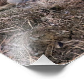 Impression Photo 14x11 Red Fox haut proche et personnel (Coin)