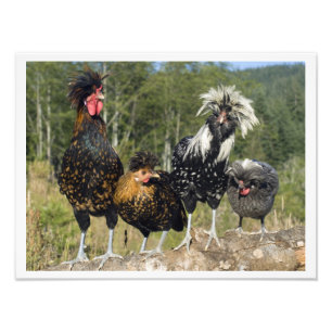 Impression Photo 16 X 12 Quatre Poulets Polonais