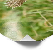 Impression Photo 16x20 Buse à queue rouge immature (Coin)