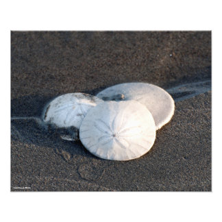 Impression Photo 16X20 Un trio de dollars de sable