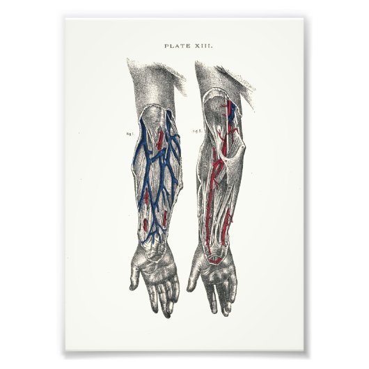 Impression Photo 1895 Bras d'impression de l'anatomie humaine (Devant)