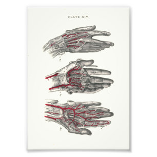 Impression Photo 1895 mains humaines d'impression d'anatomie