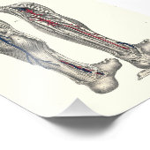 Impression Photo 1895 Poignée d'impression de l'anatomie humaine (Coin)