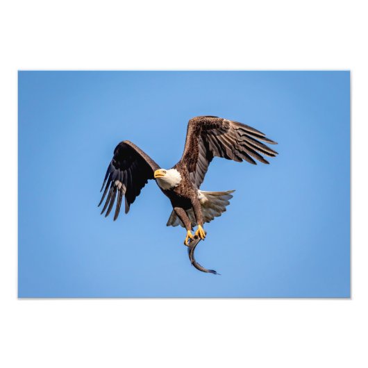 Impression Photo 19x13 Aigle à tête blanche avec un poisson (Devant)