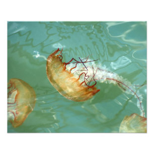Impression Photo 20X16 Méduse de la tortue marine