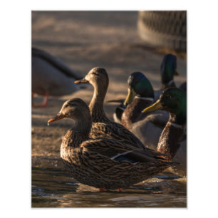 Impression Photo 2318-Canards colverts femelles