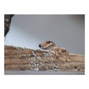 Impression Photo 24X18 Contenu La grenouille des arbres du Pacifiqu