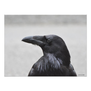 Impression Photo 24X18 Raven le Magnifique!