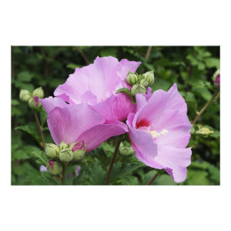 Impression Photo 36"x24" Rose of Sharon