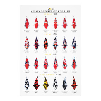 Impression Photo 4 espèces principales de poissons koï