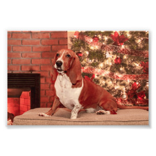 Impression Photo 4x6 Hound à Noël