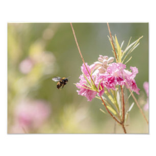 Impression Photo 5370-Bee Flying Toward Flower