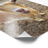 Impression photo 5 po x 7 po || Ginger (Coin)