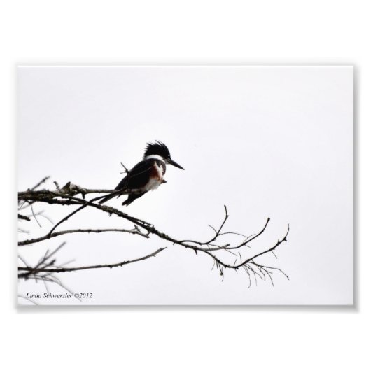 Impression Photo 5X7 Kingfisher contre Stark Sky (Devant)