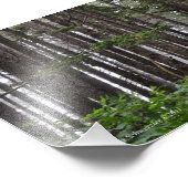 Impression Photo 5X7 La Push 2nd Beach Trail (Coin)