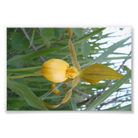 Impression photo 6x4 (Devant)