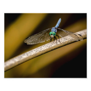 Impression Photo 8379-2-libellule bleu
