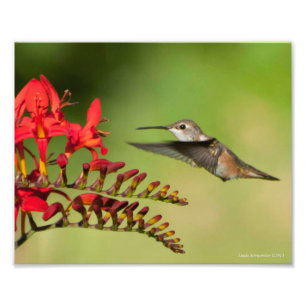 Impression Photo 8X10 Amoureux des colibris