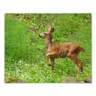Impression Photo 8X10 Petit Roi/Reine des crevettes