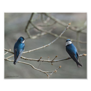 Impression Photo 8X10 Une paire d'hirondelles d'arbre