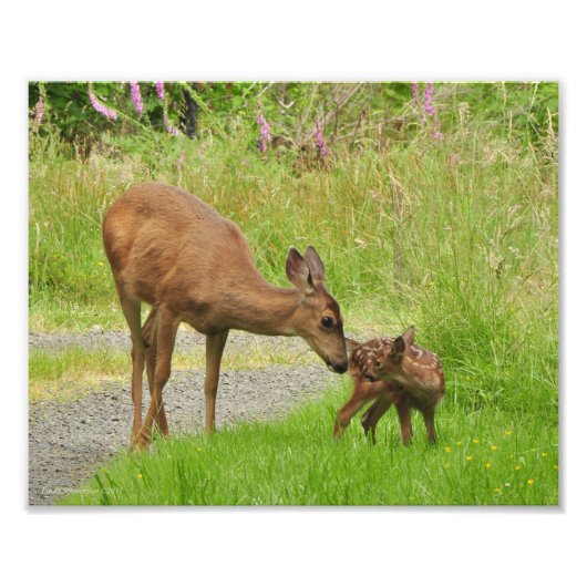Impression Photo 8Xx10 Momma Deer aime son bébé (Devant)