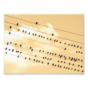 Impression Photo 91(1) oiseaux