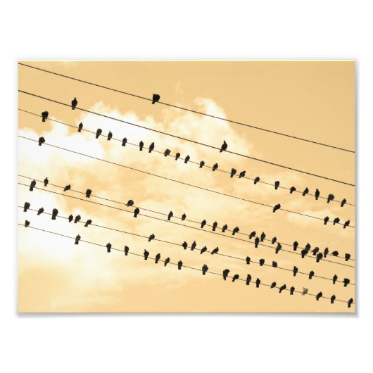 Impression Photo 91(1) oiseaux (Devant)