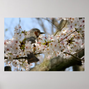 Impression photo 91x61 cm Cerisier Fleurir Oiseau 