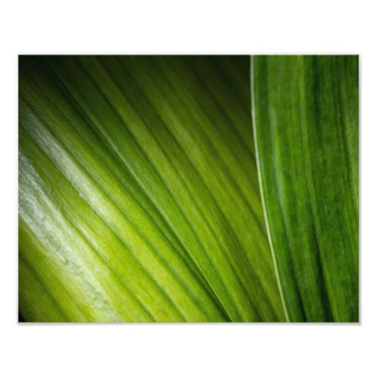Impression Photo 9206-Feuilles verts (Devant)