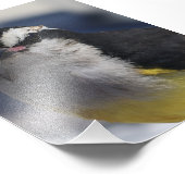 Impression Photo A Bananaquit ~ Yes I am, looking at you.   (Coin)