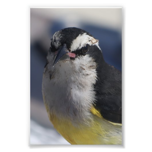 Impression Photo A Bananaquit ~ Yes I am, looking at you.   (Devant)
