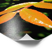 Impression Photo À feuillage persistant Huckleberry (Coin)