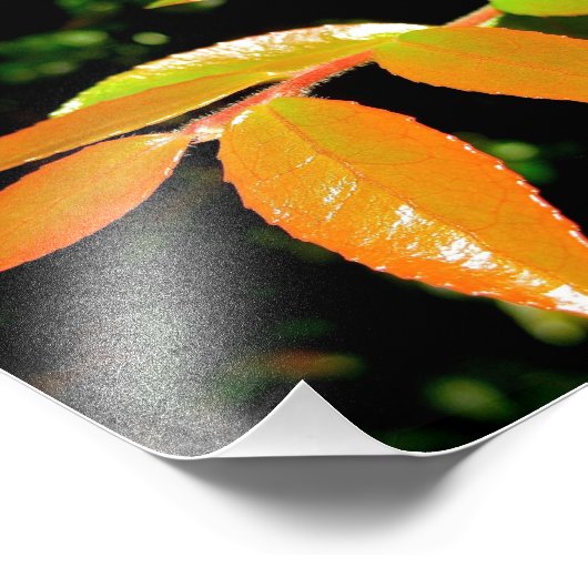 Impression Photo À feuillage persistant Huckleberry (Coin)