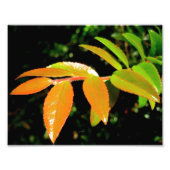 Impression Photo À feuillage persistant Huckleberry (Devant)