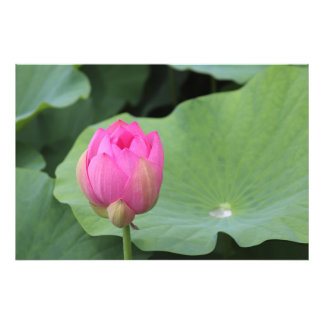 Impression Photo A Lotus Bud and the Morning Dew