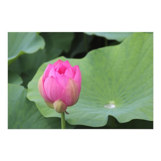 Impression Photo A Lotus Bud and the Morning Dew (Devant)
