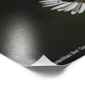 Impression Photo Abeille cosmopolite (Coin)