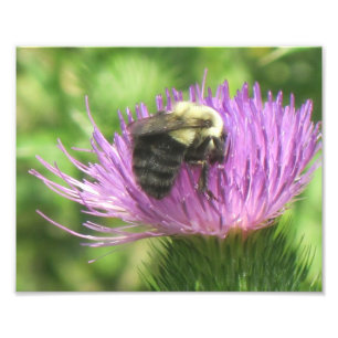 Impression photo Abeille et chardon