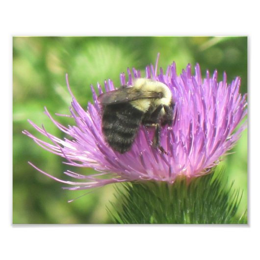 Impression photo Abeille et chardon (Devant)