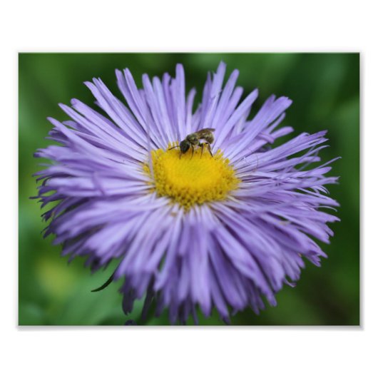 Impression Photo Abeille minuscule Sur Aster Violet Daisy Flower Na (Devant)