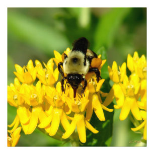 Impression Photo Abeille se régalant de fleurs sauvages d'Asclépiad