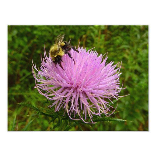 Impression Photo Abeille sur fleur de chardon Nature (Devant)